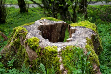 Scottish stump